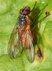 Phaonia rufiventris